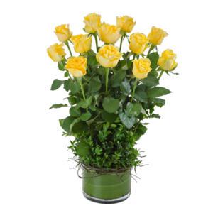 Impulse (Yellow), Arrangement of 12 Long Stemmed Yellow Roses in a Low Glass Vase.