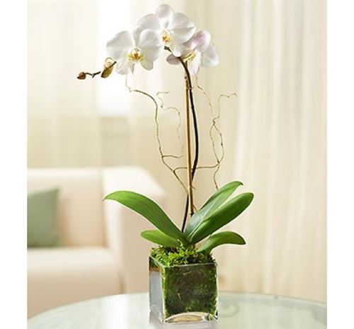 Pot Plant, Single Flowering Orchid Presentation.