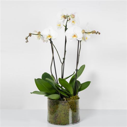 Pot Plant, Multiple Flowering Orchid Presentation.