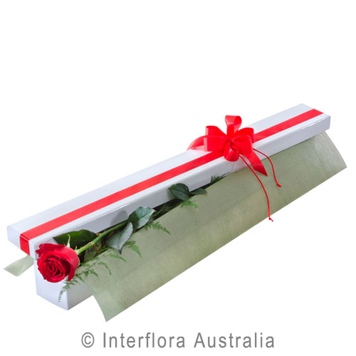 First Kiss (Red), Single Long Stemmed Red Roses in Presentation Box.