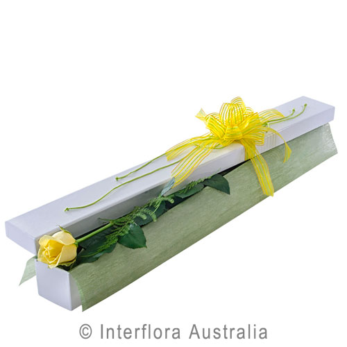 First Kiss (Yellow), Single Long Stemmed Yellow Roses in Presentation Box.