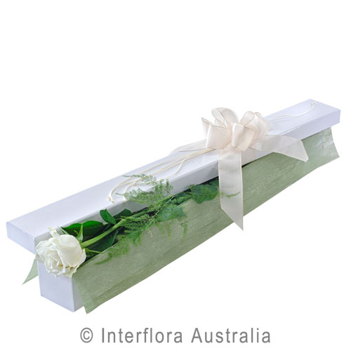 First Kiss (White), Single Long Stemmed White Roses in Presentation Box.