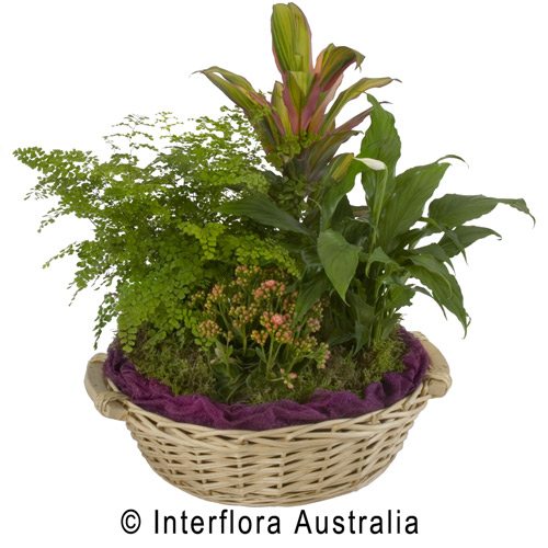 Habitat, Basket of Potted Plant
