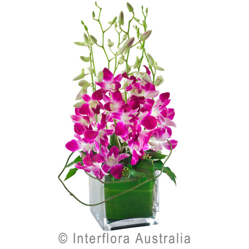 Violetta, Orchids in a Glass Cube.